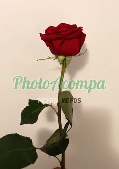 Foto 6: Acompanhante em Florianópolis — anal, Agatha Lima