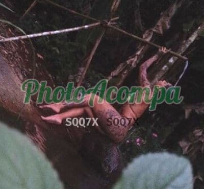Foto 5: Acompanhante depilada em Rio de Janeiro — India