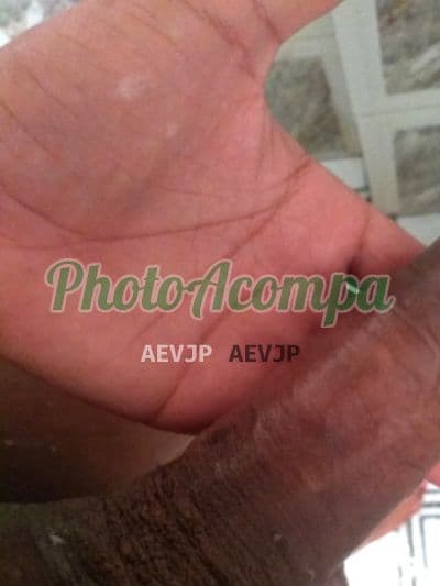 Travesti acompanhante foto verificada em Itajaí — Sabrina, foto 3