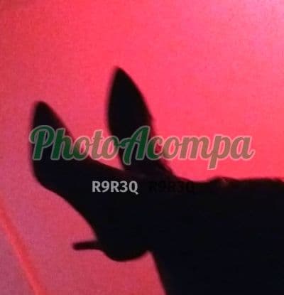 Acompanhante loira em Porto Alegre — Rafaela Bueno, foto 5