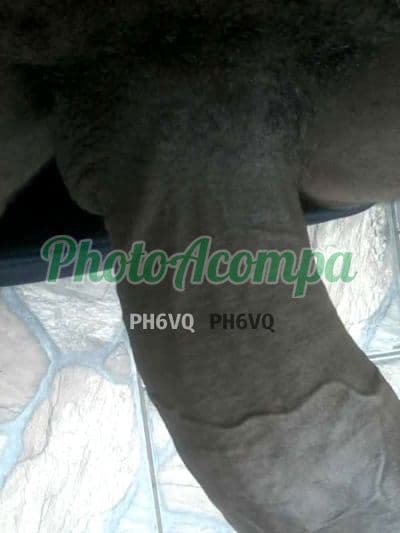 Travesti acompanhante em São Paulo — garganta profunda, foto 4 de Analyce