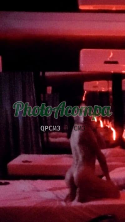 Travesti acompanhante foto sem retoque em Balneário Camboriú (5) — Maysa